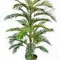 Preview: ARECA PALM 1364N