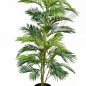 Preview: ARECA PALM 1365N