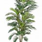 Preview: ARECA PALM 1366N