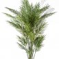 Preview: Forest Areca Palm 170cm 1383N