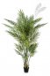 Preview: Forest Areca Palm 170cm 1383N