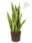 Preview: Sanseveria laurentii 60-80cm KT 18/19