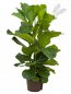 Preview: Ficus lyrata 3er Tuff 110-130cm KT 28/19