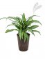 Preview: Aglaonema cutlasss 40-50cm KT 15/19