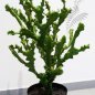 Preview: Mountain Cactus 76cm 1814N