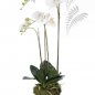 Preview: Phalaenopsis Plant w.Moss white 70cm 20353