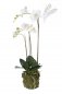 Preview: Phalaenopsis Plant w.Moss white 70cm 20353