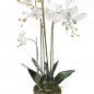 Preview: Phalaenopsis Plant w.Moss white 80cm 20354