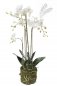 Preview: Phalaenopsis Plant w.Moss white 80cm 20354