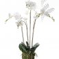 Preview: Phalaenopsis Plant w.Moss white 90cm 20355