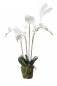 Preview: Phalaenopsis Plant w.Moss white 90cm 20355