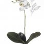 Preview: Phalaenopsis Plant White 45cm 20.446