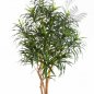 Preview: DRACAENA ANITA TREE 120cm 24004N