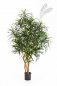 Preview: DRACAENA ANITA TREE 120cm 24004N