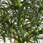 Preview: DRACAENA ANITA TREE 150cm 24005N