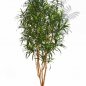 Preview: DRACAENA ANITA TREE 180cm 24006N