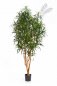 Preview: DRACAENA ANITA TREE 180cm 24006N