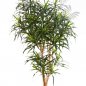 Preview: DRACAENA REFLEXA ANITA TREE 120cm 24204N