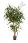 Preview: DRACAENA REFLEXA ANITA TREE 120cm 24204N