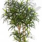 Preview: DRACAENA REFLEXA ANITA TREE 150cm 24205N