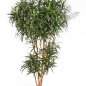 Preview: DRACAENA REFLEXA ANITA TREE 180cm 24206N