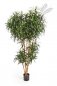 Preview: DRACAENA REFLEXA ANITA TREE 180cm 24206N