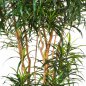 Preview: DRACAENA REFLEXA ANITA TREE 210cm 24207N