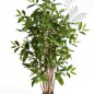 Preview: DRACAENA SURCULOSA TREE 120cm 26004N