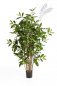 Preview: DRACAENA SURCULOSA TREE 120cm 26004N