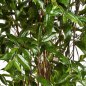 Preview: DRACAENA SURCULOSA TREE 150cm 26005N