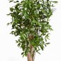 Preview: DRACAENA SURCULOSA TREE 180cm 26006N