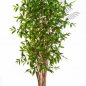 Preview: DRACAENA SURCULOSA TREE 210cm 26007N