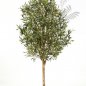 Preview: NATURAL OLIVE VINE TREE 140cm 27805N