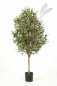 Preview: NATURAL OLIVE VINE TREE 140cm 27805N