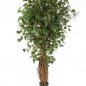 Preview: FICUS LIANA EXOTICA DE LUXE 210cm 30807N