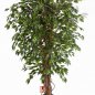 Preview: HAWAIIAN FICUS LIANA 30905N