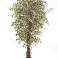 Preview: VAR-HAW. FICUS LIANA 120cm 30904NW