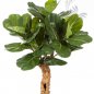 Preview: Ficus Lyrata Forest Trunk 110cm 33604N