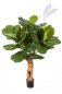 Preview: Ficus Lyrata Forest Trunk 110cm 33604N