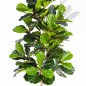 Preview: FICUS LYRATA BUSH TREE 33704N