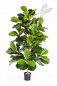 Preview: FICUS LYRATA BUSH TREE 33704N