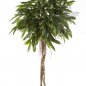 Preview: FAT LONGIFOLIA UMBRELLA 35906N