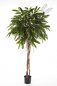 Preview: FAT LONGIFOLIA UMBRELLA 35906N