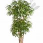 Preview: NATURAL RAPHIS PALM 36307N