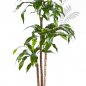 Preview: DRACAENA FRAG RANS STEUD 36504N