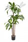 Preview: DRACAENA FRAG RANS STEUD 36504N