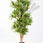 Preview: DRACAENA REFLEXA 36705N