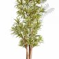 Preview: DRACAENA REFLEXA 36705NG