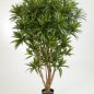 Preview: DRACAENA REFLEXA JAMAICA 36905N