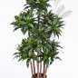 Preview: DRACAENA FRAGRANS COMPACTA 37204N